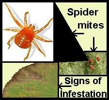 spider mites? And grow lights... Corona-spider-mite