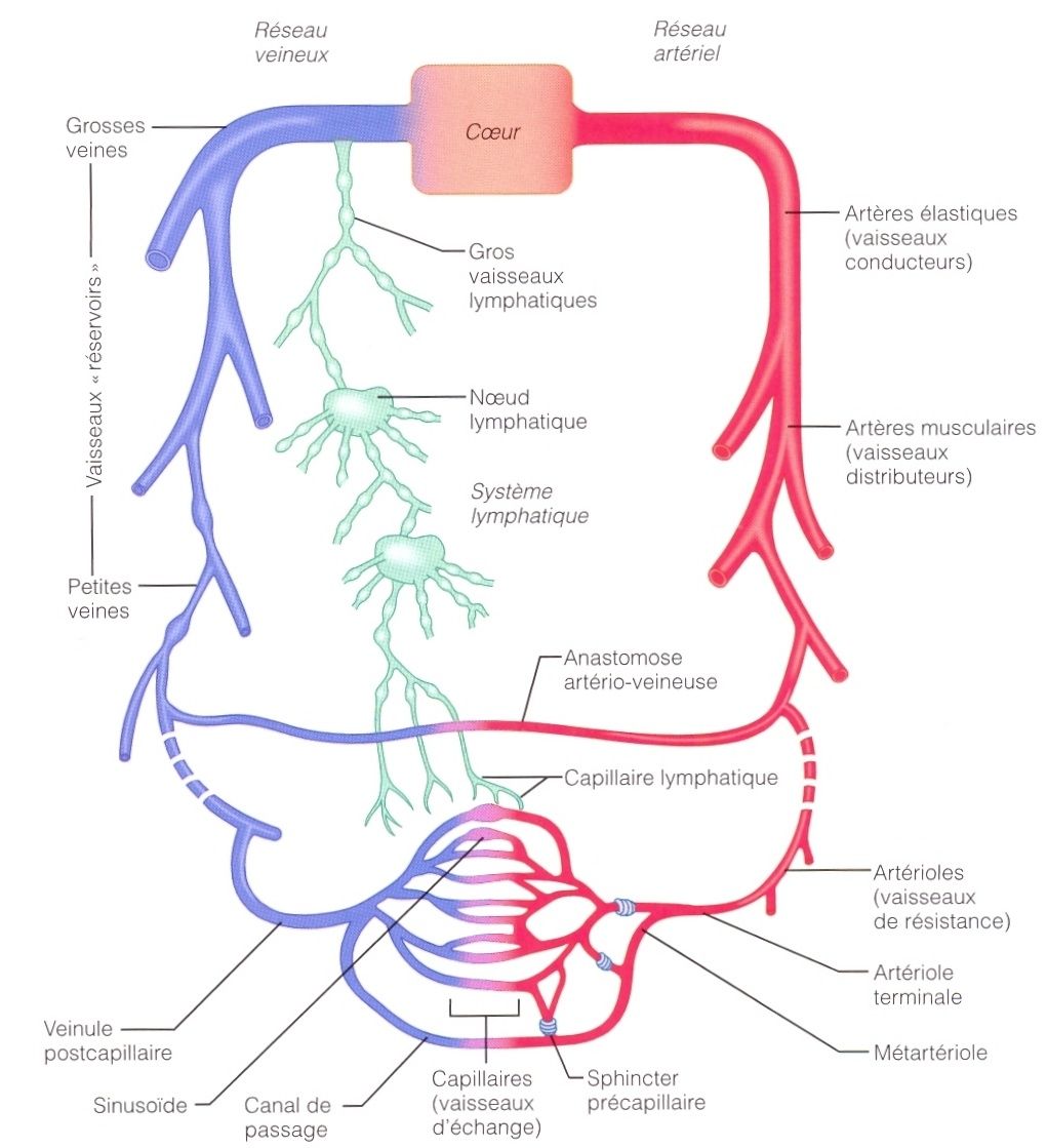 Dostinex Menstruation