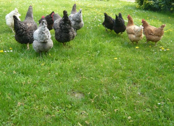 mes-Poules-en-avril-c-Bernard-Moutin-2010-0016.JPG